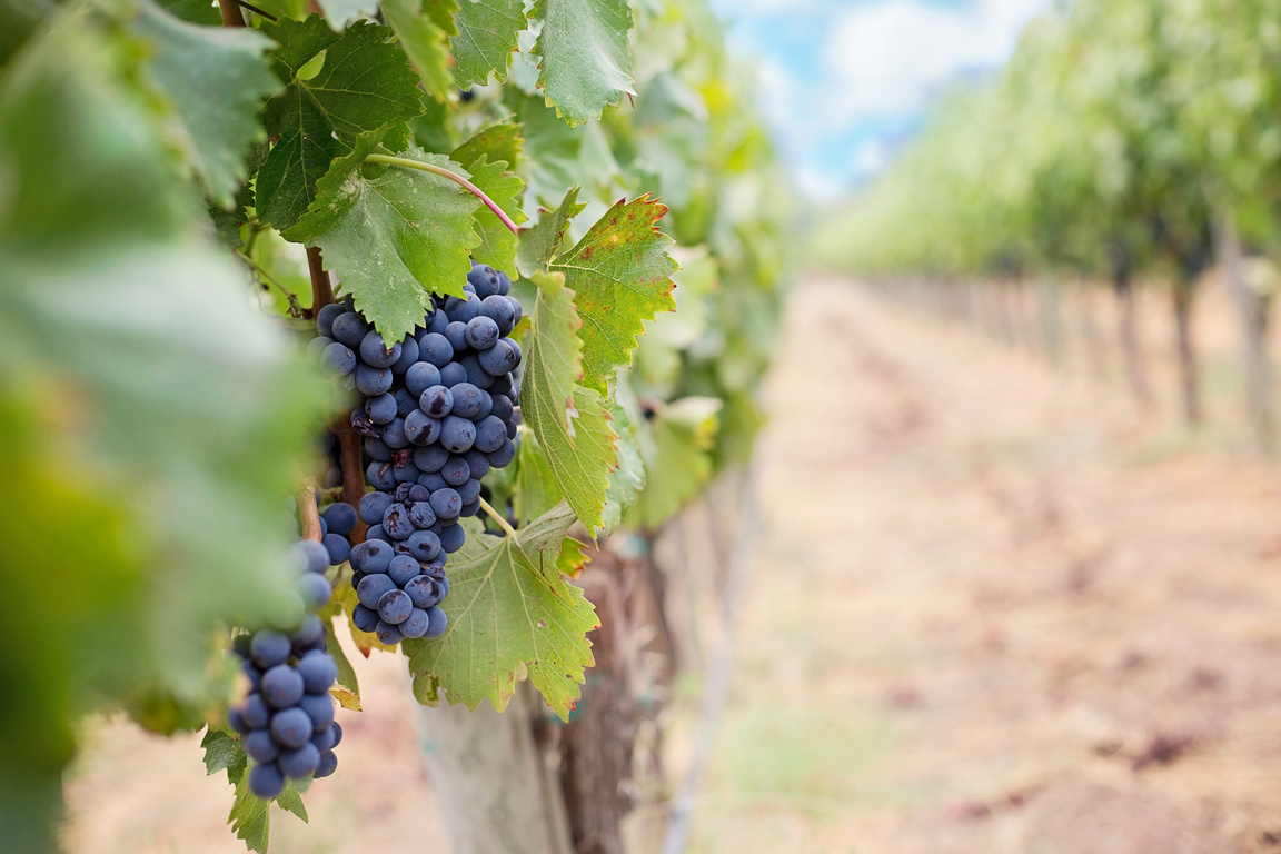 Purple Wine Grapes in the Vineyard